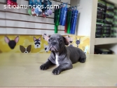 EN PERFECTAS CONDICIONES BULLDOG FRANCES
