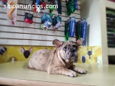 ENCUENTRA AQUÍ A TU MEJOR AMIGO BULLDOG