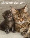 Excelentes Grandes Gatos Maine Coon