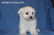 French Poodle Disponible