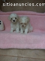French Poodle Machos