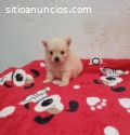 Gangazos Pomerania Hermosos y Pequeños