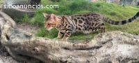 Gatos Bengal Brown Hermosos