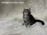 Gatos Maine Coons Excelntes