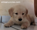 Golden Retriever Disponible