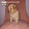 Golden Retriever hembra 3054688674
