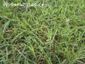 grama natural bermuda grass asesoria