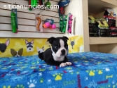 hermoco cachorrode boston terrier