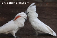 Hermosa cacatúa loros para Navidad con j