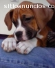 HERMOSA CACHORRA BOXER