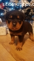 Hermosa perra de Rottweiler en venta