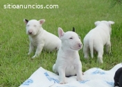 Hermosos Bull Terrier Disponibles