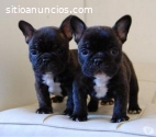 Hermosos Bulldog Frances Cachorritos