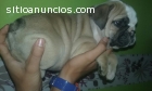 HERMOSOS BULLDOG INGLES