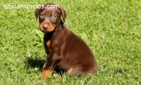 Hermosos Cachorritos Doberman