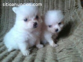 Hermosos Cachorritos Pomerania