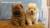 Hermosos  Cachorros Chow  Chow