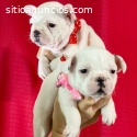 Hermosos cachorros de bulldog francés