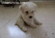 Hermosos French Poodle Disponibles