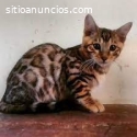 Hermosos Gatos Bengali Excelentes