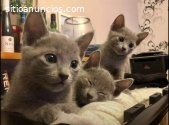 HERMOSOS GATOS RUSO AZUL