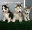 Hermosos Husky Siberianos Disponibles