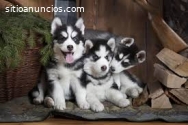 Hermosos Huskys Siberianos Disponibles