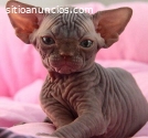 Hermosos Para La Familia Gatos Sphynx