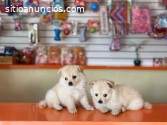 Hermosos Pomerania Disponibles