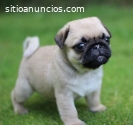 Hermosos Pug Chino Disponibles