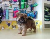 HERMOSOS Y MUY SALUDABLES CHOW CHOW HEMB