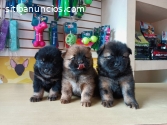 HERMOSOS Y MUY SALUDABLES CHOW CHOW
