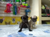 HERMOSOS Y MUY SALUDABLES PUG HEMBRAS Y