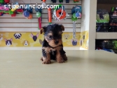 Hermosos Yorkshire Terrier Disponibles