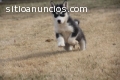 HUSKY CACHORROS PURA RAZA