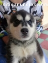 Husky Siberiano hembra y macho Manto Neg