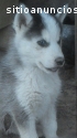 Husky Siberiano hembra y macho