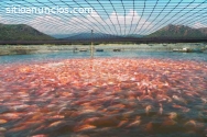 Incursiona en la acuicultura de la mejor
