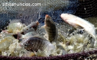 Incursiona en la acuicultura de la mejor