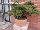 JARDINES Y ZONAS VERDES