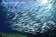 La producción de peces es un negocio muy