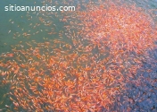 La producción de peces negocio rentable
