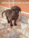 Labrador Chocolate Macho