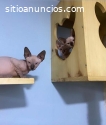 Linda Genética Gatos Esfinge - Sphynx