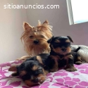 Lindaa Raza Yorkie Mini Terrier