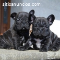 Lindos Cachorritos Bulldog Frances