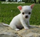 Lindos Cachorros  Chihuahua Disponibles