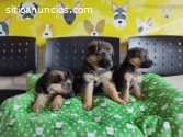 LINDOS CACHORROS PASTOR ALEMAN