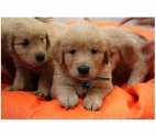 Lindos Cocker Spaniel Disponibles