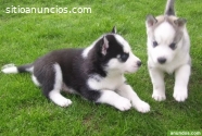 Lobo Siberiano Cachorritos